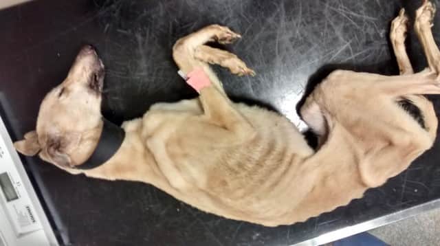 The dog, which was dying of starvation and hypothermia, sadly had to be put to sleep