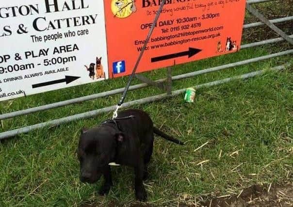 Can you help find him a loving home?