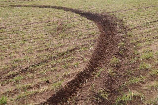 Damage caused to crops in the farmers field next to Notts Golf Club at Hollinwell where motorcyclists are blieved to have driven. Credit: Phil Stain