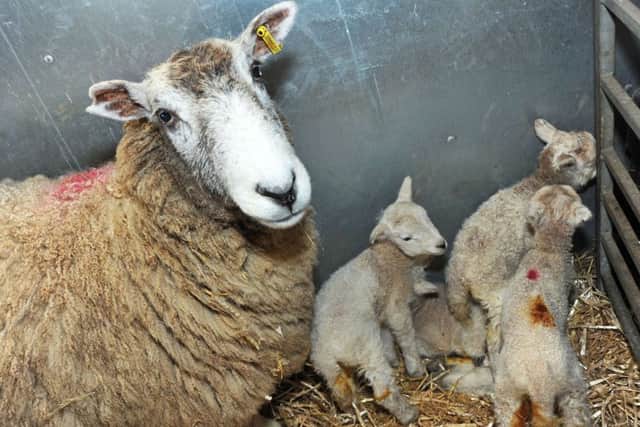 White Post Farm Spring lambs with their mum.