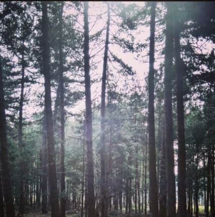 Sherwood Pines by Ashley Booker.