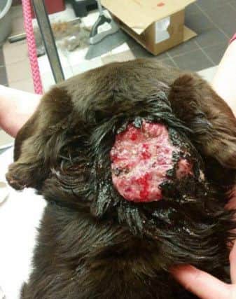 GRAPHIC IMAGE: The tumour