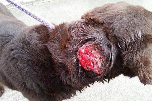 GRAPHIC IMAGE: The tumour