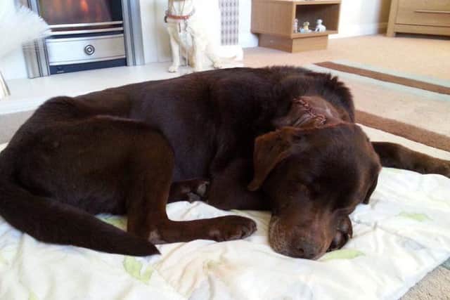 Rolo after the operation.