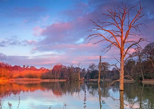 Clumber Park by David Thompson.