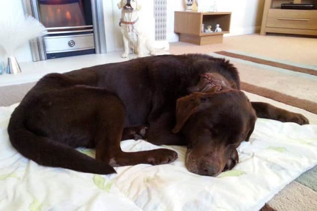 Rolo the dog has been taken in by the East Midlands Labrador Rescue Centre after he was abandoned in Mansfield in a "poor condition" with a large tumour on the back of his neck. Image shows Rolo after the oeration to have his tumour removed.