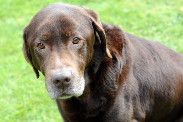 Rolo the Chocolate labrador currently being cared for by Sue Smith in Normanton on the Wolds.