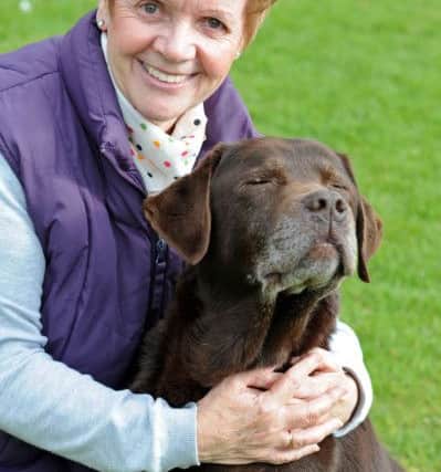Rolo the Chocolate labrador with Wendy Hopewell, head volunteer at the East Midlands Labrador Rescue Centre