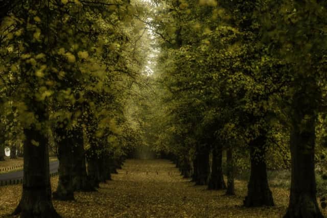 Lime Tree Avenue, Clumber Park