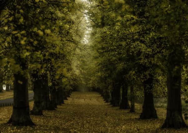 Lime Tree Avenue, Clumber Park
