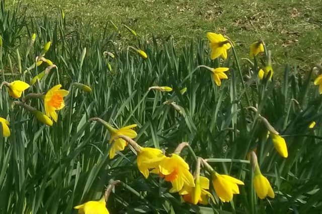Daffodils