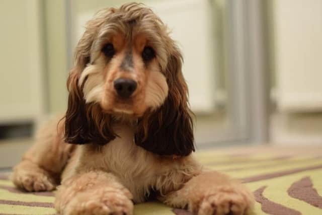 Sherlock the dog owned by Faye Nicholls