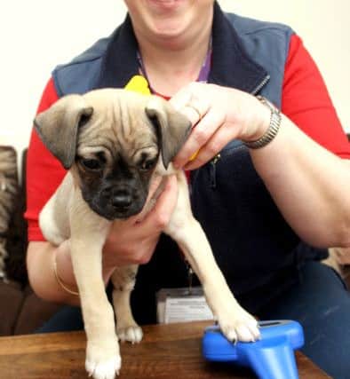 Have you had your dog microchipped yet?
