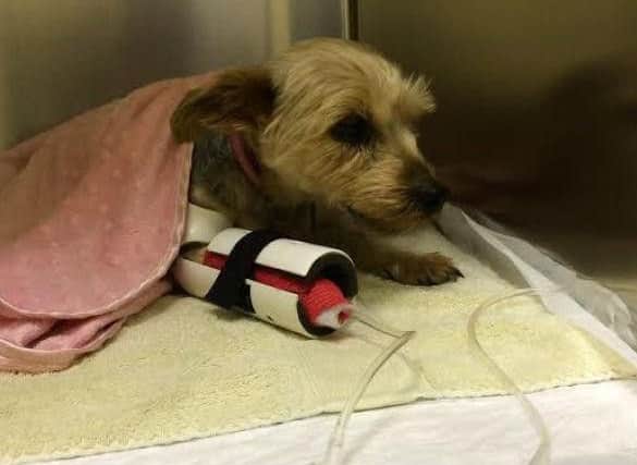 The vet who treated Molly has drawn a strong correlation between Mollys ilness and the treats
