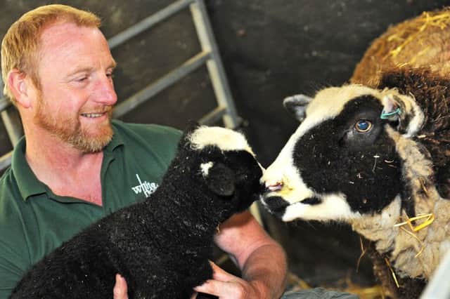 The giant baby lamb with his mum at White Post Farm, and site director Simon Rouse who ensured a safe delivery.