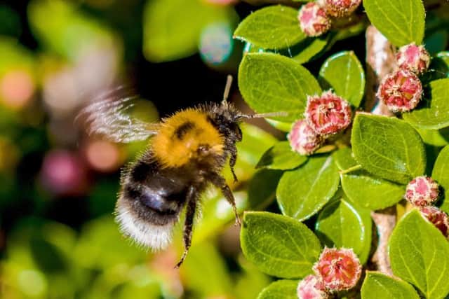 Bee