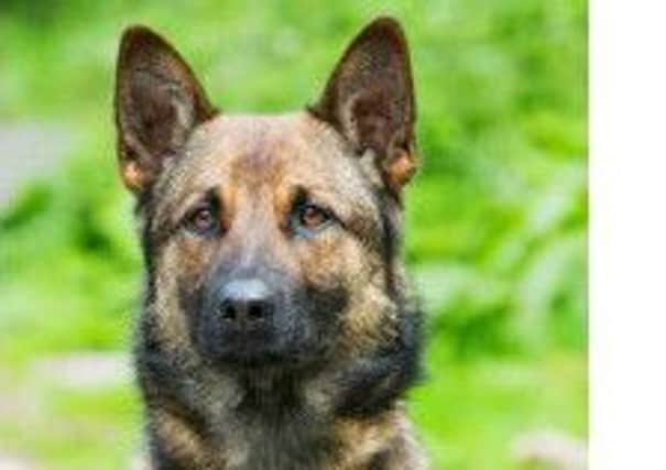 Police dog Rebus died in the line of duty after ewbing struck bya police vehicle.