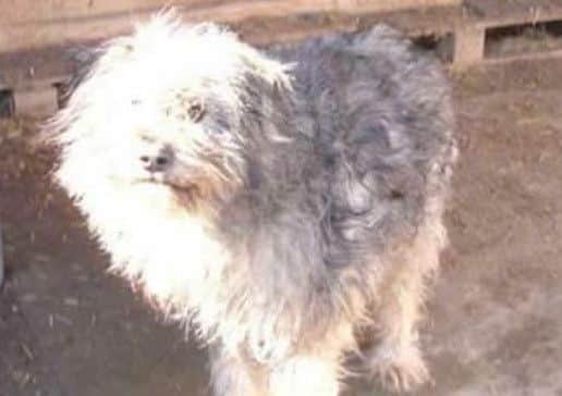 Buster the Romnanian dog missing in Huthwaite area