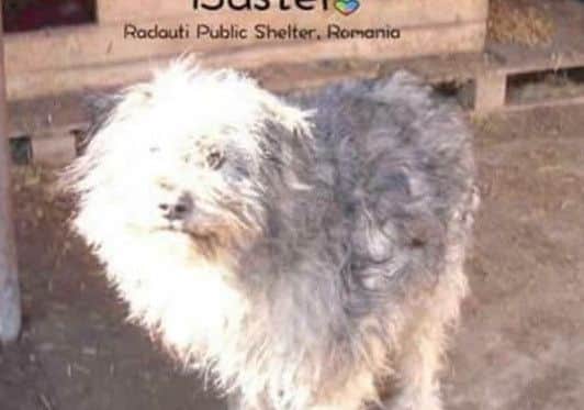 Buster the Romnanian dog missing in Huthwaite area