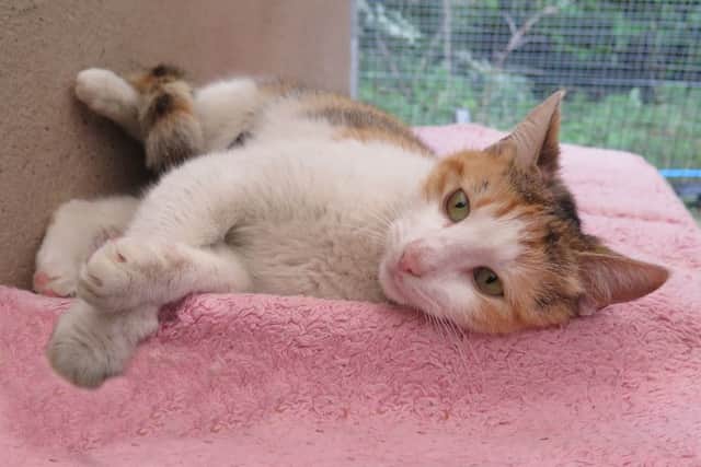 Stowaway cat matilda who travelled 1,800 miles from Turkey to the UK (Photo: Town & Country Photography).