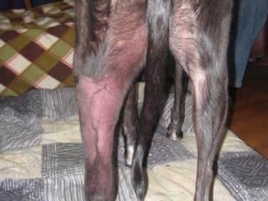Telltale reddening around the back leg of a dog with Alabama Rot.