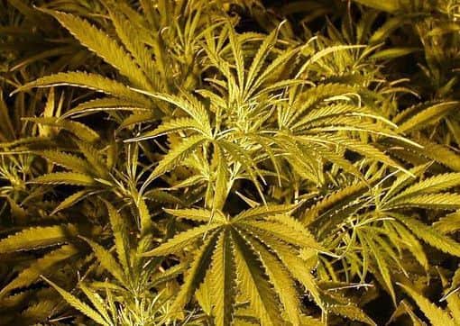 Cannabis plants.