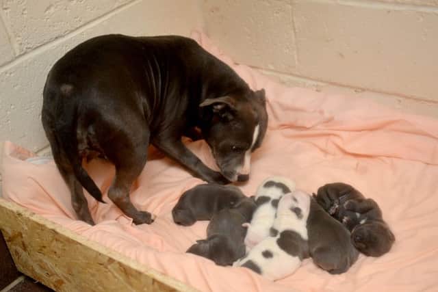 Lady and her pups, who were abandoned in Chesterfield.