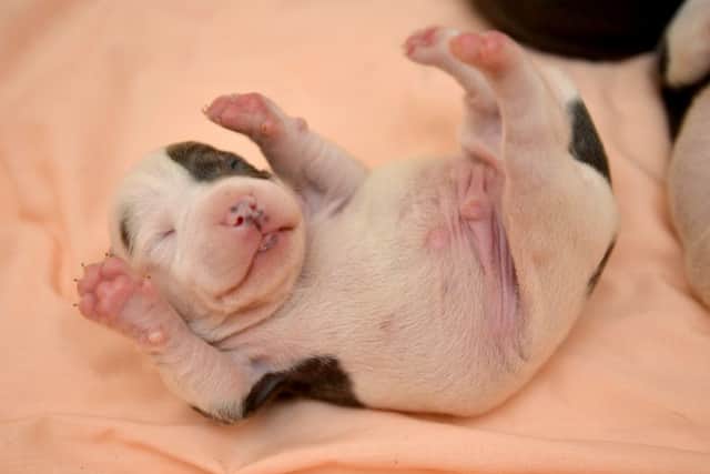 One of Lady and Tramp's puppies.