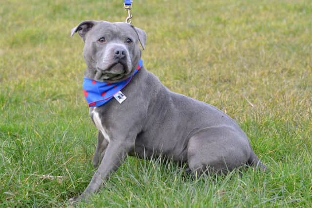 Tramp, a blue Staffy who was abandoned in Chesterfield.