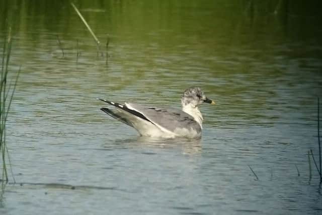 A Sabine's Gull spotted in New Bolsover (photo: Dave Newcombe).
