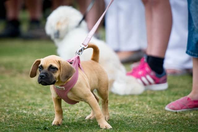 Would you appreciate some help with training your dog?