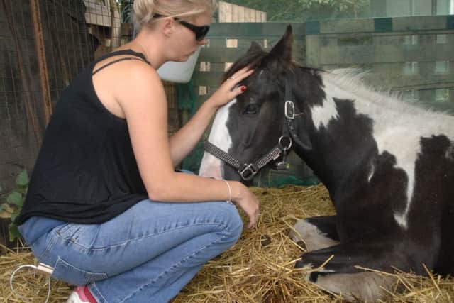 Danni Hall calms Flash, a year-old colt who has been 'slashed' in a random knife attack.
