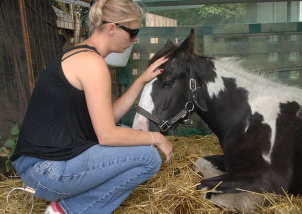 Danni Hall calms Flash, a year-old colt who has been 'slashed' in a random knife attack.