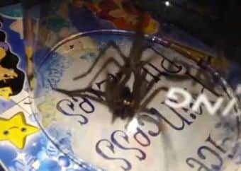 This giant house spider was safely released back into the open.