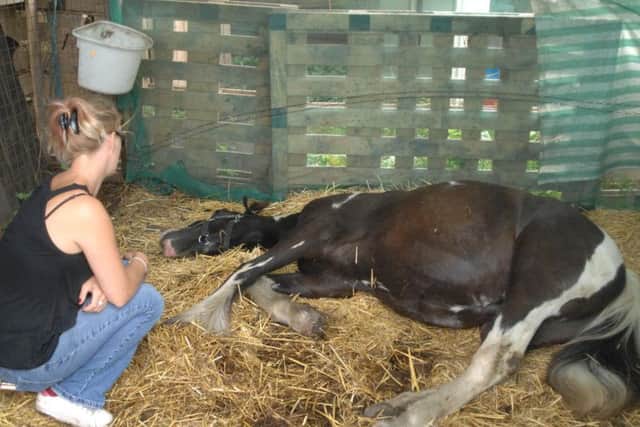Danielle Hall comforts young colt Flash after attackers slashes two horses with a blade on Sunday night (August 21).