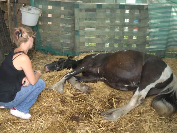 Danielle Hall comforts young colt Flash after attackers slashes two horses with a blade on Sunday night (August 21).