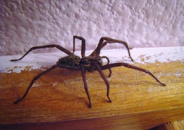 Huge sex crazed spiders the size of mice are set to invade Sheffield.