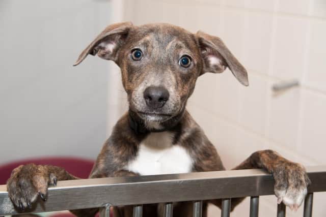 Dogs Trust puppy