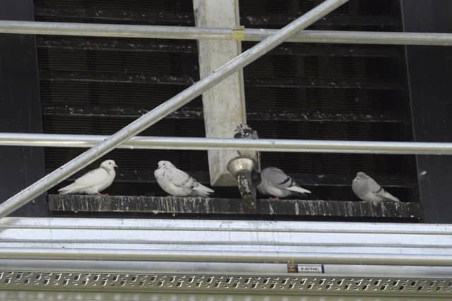 St PaulÃ¢Â¬"s Church, Pelham Street, Worksop. Scaffolding on the bell tower is proving expensive as they try to tackle the pigeon problemPicture: Sarah Washbourn