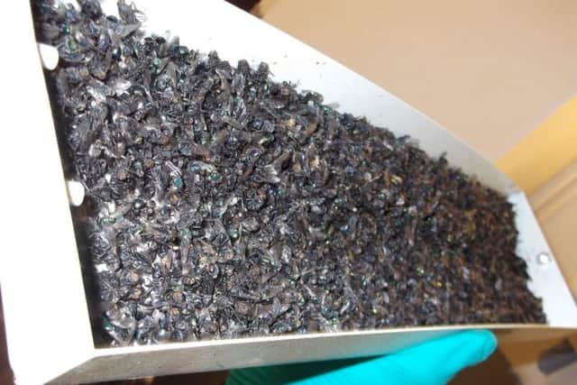 An infestation of flies in the butcher's shop. Picture: Ashfield District Council.