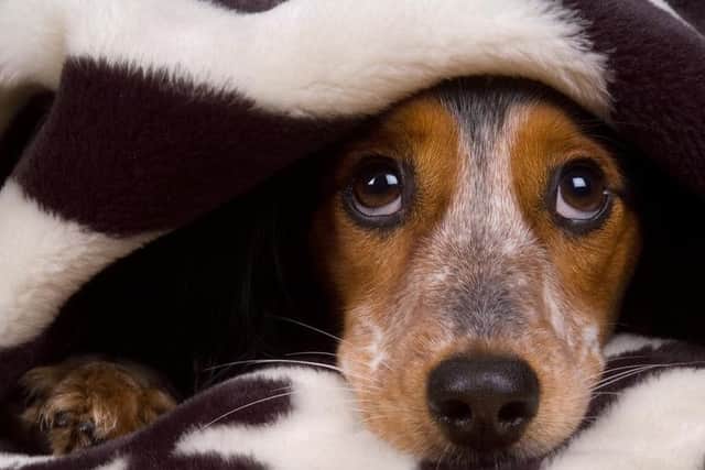 When the fireworks start, use science to support your dog