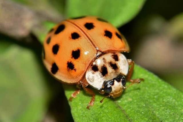 A Harlequin ladybird.