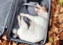 Prince disappeared from his home on bonfire night and was found dead in a suitcase.