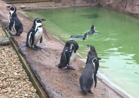 A waddle of penguins.