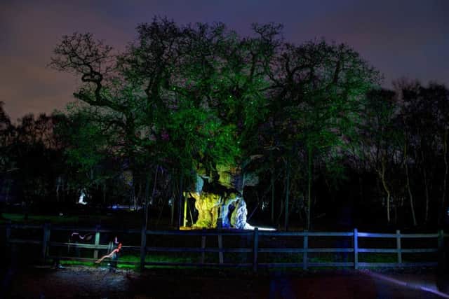 Major Oak at Sherwood Forest