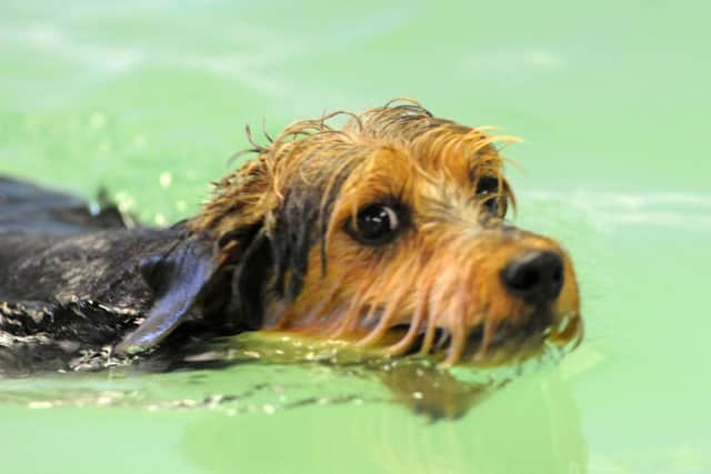 Kai the swimming dog whose sponsored swim has raised Â£732.15 for the Amazons Breast Cancer Support Group.