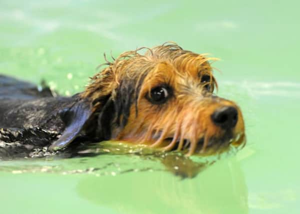 Kai the swimming dog whose sponsored swim has raised Â£732.15 for the Amazons Breast Cancer Support Group.