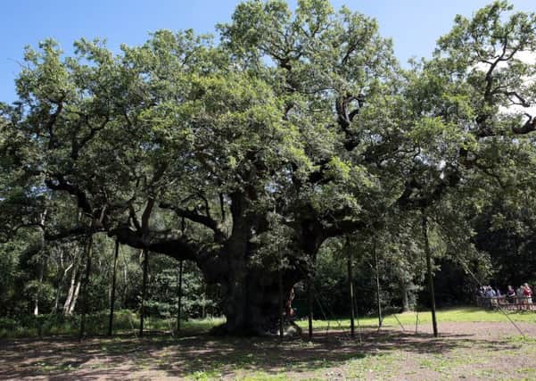 The Major Oak in all its glory, United Kingdom on 7 August 2016. Photo by Glenn Ashley Photography