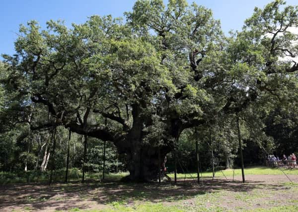 The Major Oak at Sherwood Forest (PHOTO BY: Glenn Ashley Photography).