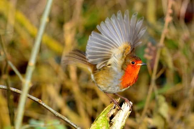 robin